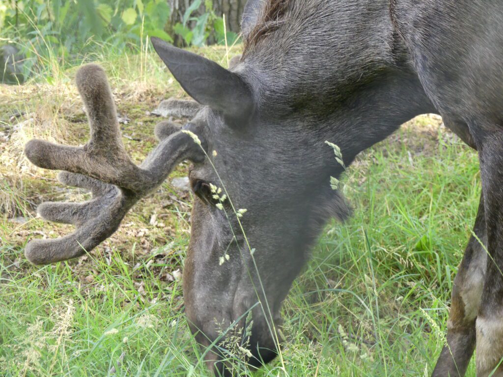 Milleteknik - P1080137